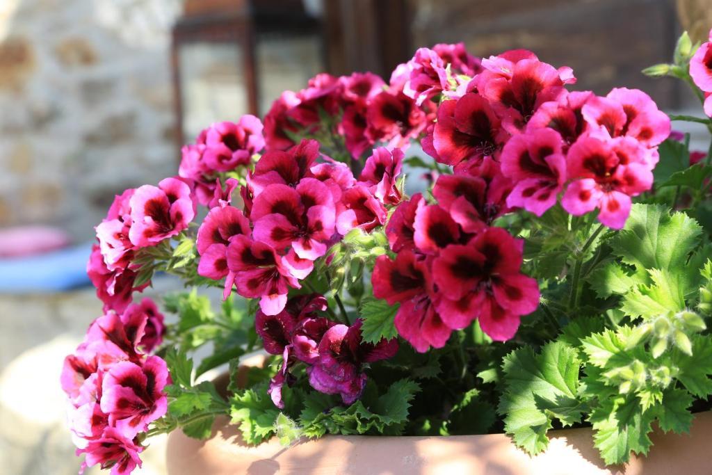 Terrace Houses Sirince Selçuk Bilik gambar